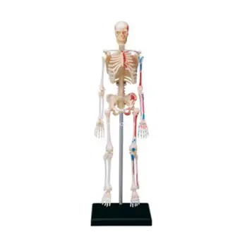 Мини модел на човешки скелет Анатомичен медицински инструмент за преподаване на ученици Kid Dropship