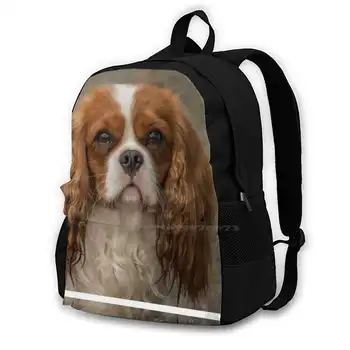 Cavalier King Charles Spaniel Travel Laptop Bagpack Fashion Bags Dog Pet Spaniel Cavalier King Charles Spaniel Staring At