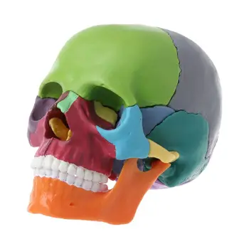  15pcs / комплект разглобен цвят череп анатомичен модел подвижен медицински teachi